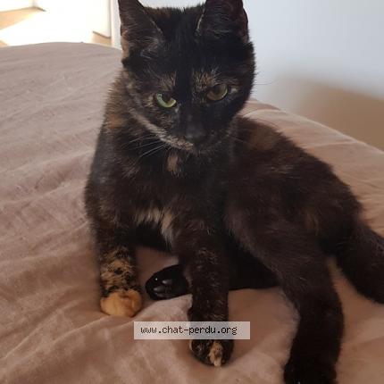 Photo 1/1 Chat retrouvé Perdu à Tourrettes Sur Loup
