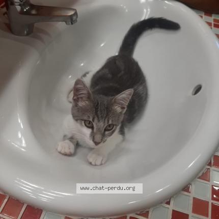 Photo 2/2 Chat retrouvé Perdu à Leognan