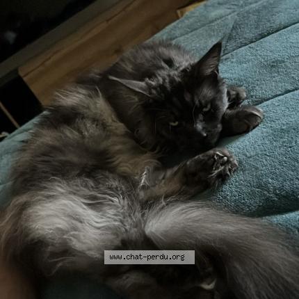 Photo 1/1 Chat retrouvé Perdu à Brive La Gaillarde