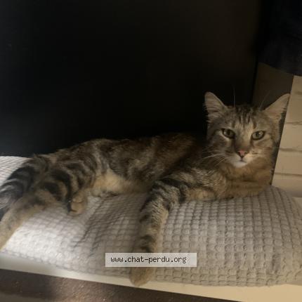 Photo de chat perdu à Chelles