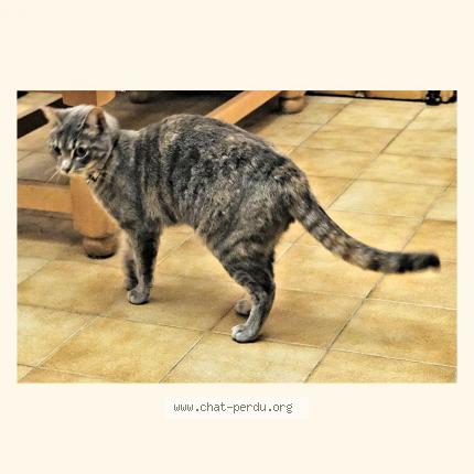 Photo 1/2 Chat retrouvé Perdu à Meung Sur Loire