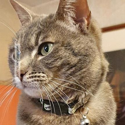 Photo 2/2 Chat retrouvé Perdu à Meung Sur Loire