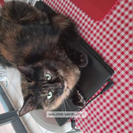 Photo 1/1 Chat retrouvé Perdu à La Seine Sur Mer