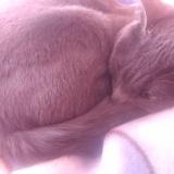 Photo de chat perdu à El Alto