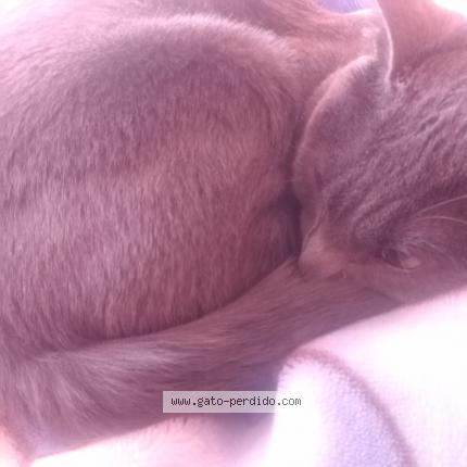 Photo 1/1 No responde a ningun nombre Chat perdu à El alto