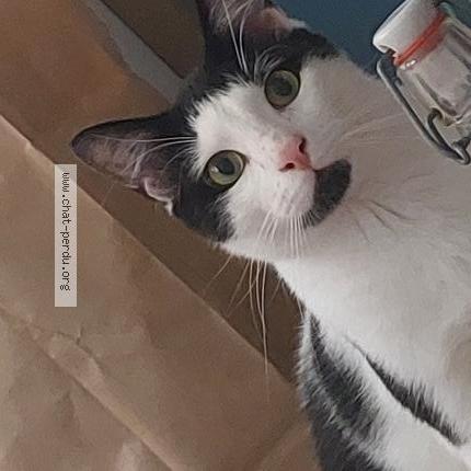 Photo 1/1 Célestin Chat perdu à Paris 17e