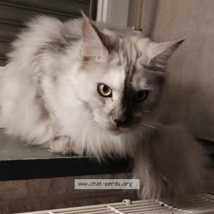 Photo de chat perdu à Porcelette