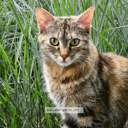 Photo de chat perdu à Angers