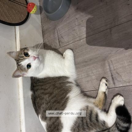 Photo 1/1 Neige Chat perdu à Fuveau