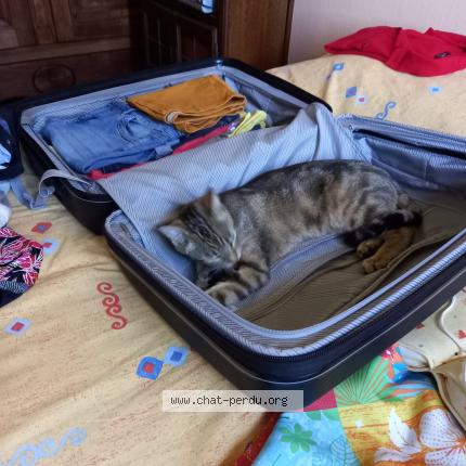 Photo 1/1 Chat retrouvé Perdu à Chens Sur Leman