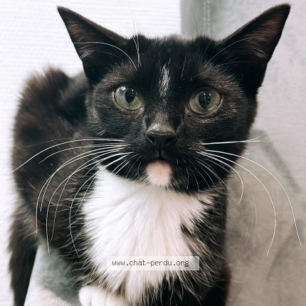 Photo 1/1 Gribouille Chat perdu à La chapelle du bois