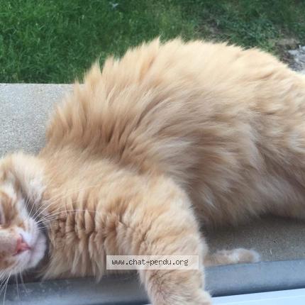 Photo de chat perdu à Prusly Sur Ource