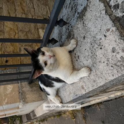 J'ai perdu mon chat : comment le retrouver ? Nos conseils