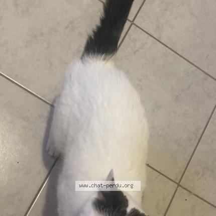 Photo 1/1 Chat retrouvé Perdu à La Ferte Gaucher