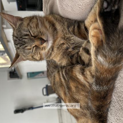Photo 1/1 Chat retrouvé Perdu à Noailles