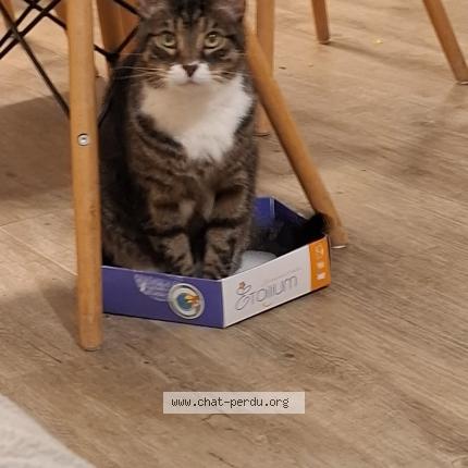 Photo 1/1 Chat retrouvé Perdu à Saint Genis Laval