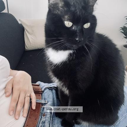 Prem.fois que j'ai perdu..chat : Le, Normand Veronique M