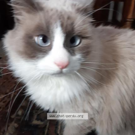 Photo de chat perdu à Anglet