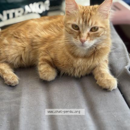 Photo de chat perdu à L Arbresle
