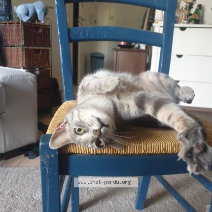 Photo 1/1 Chat retrouvé Perdu à Rennes