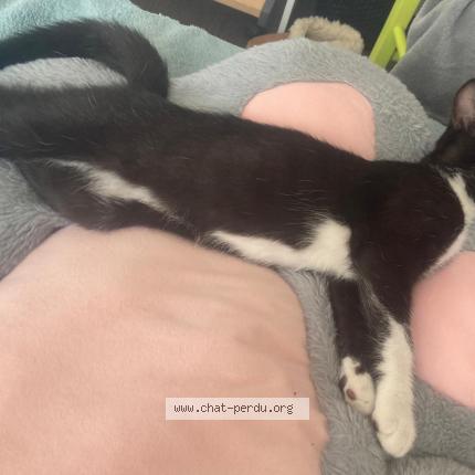Photo 1/1 Momo Chat perdu à Louverne
