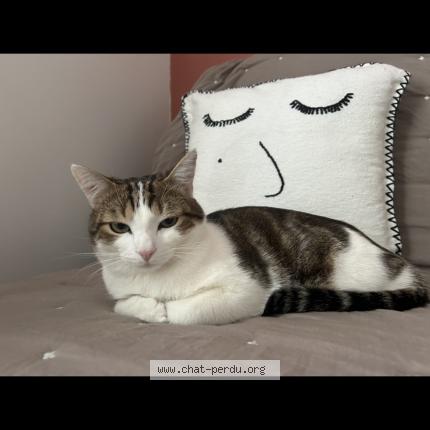 Photo de chat perdu à Ecully