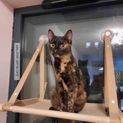 Photo de chat perdu à Montreuil