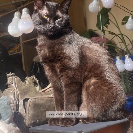 Photo 1/1 Yume Chat perdu à Courbevoie