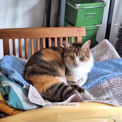 Photo 1/1 Chat retrouvé Perdu à Fontenay Sous Bois