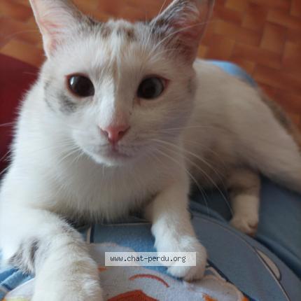 Photo de chat perdu à Cap D Agde