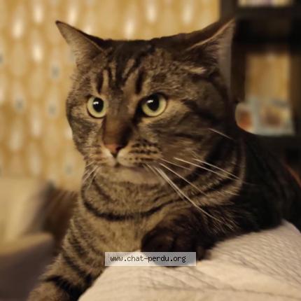 Photo 1/1 Sapristi Chat perdu à Louverne