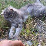 Photo de chat perdu à Quissac
