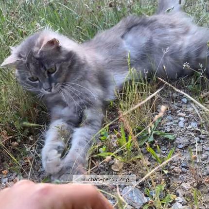 Photo 1/1 Véga Chat perdu à Quissac