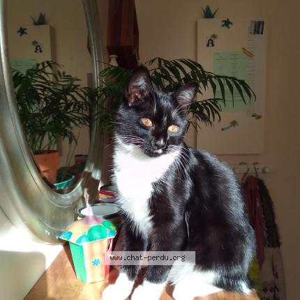 Photo de chat perdu à Villejuif