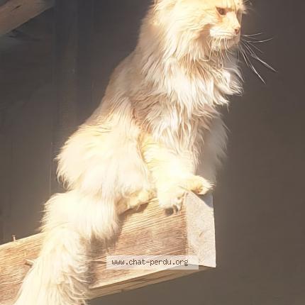 Photo 1/1 EICKO Chat perdu à Artolsheim