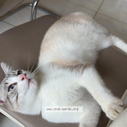 Photo 1/1 Taffy Chat perdu à Nogent le rotrou