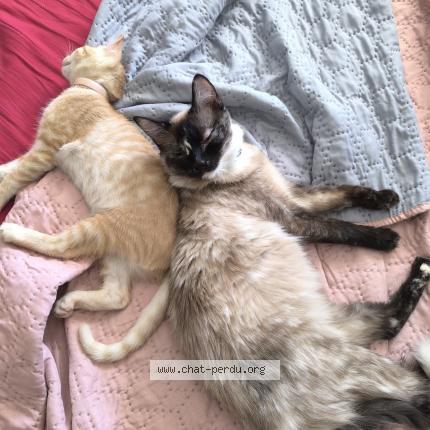 Photo 4/4 Chat retrouvé Perdu à Prades