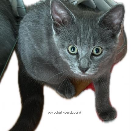 Photo de chat trouvé à Antony