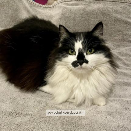 Photo de chat perdu à Le Palais Sur Vienne