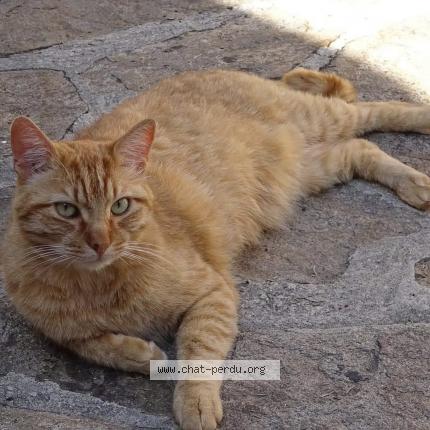 Photo de chat perdu à Thierville Sur Meuse