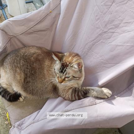 Photo de chat perdu à Avrille