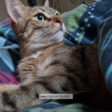 Photo de chat perdu à Tulle