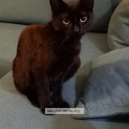 Photo de chat perdu à Marsac