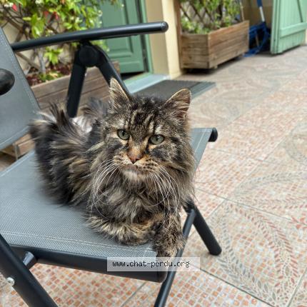 Photo 1/1 Miou Chat perdu à Maincy