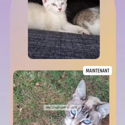 Photo 1/1 Perle Chat perdu à Olonne sur mer
