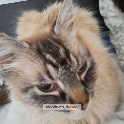 Photo de chat perdu à Labarthe Sur Leze