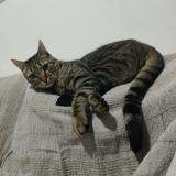 Photo de chat perdu à Sartrouville