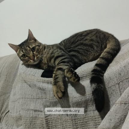 Photo 1/1 Chat retrouvé Perdu à Sartrouville