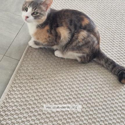 Photo de chat perdu à Morriere Les Avignon