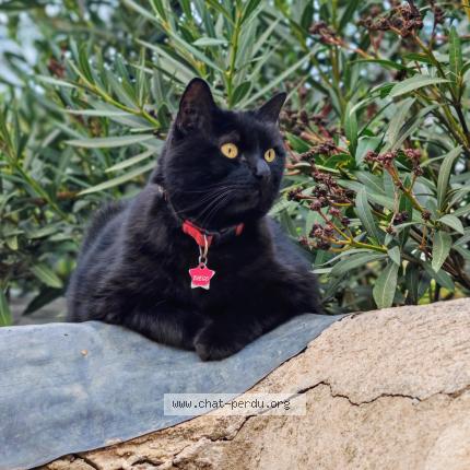 Photo de chat perdu à Toulon
